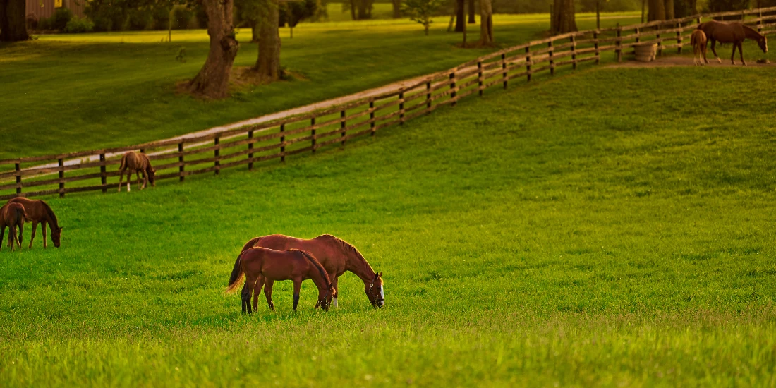 How Much Land Do I Need to House Horses in Kentucky?